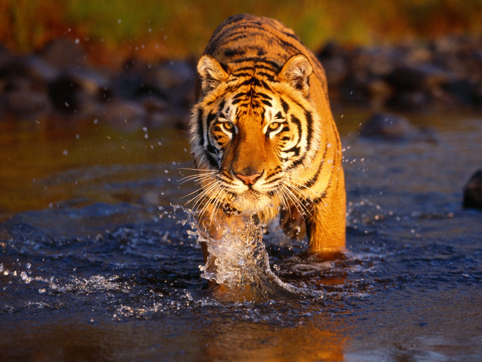 புலி (tiger) - Page 4 Creek%20Crossing,%20Bengal%20Tiger