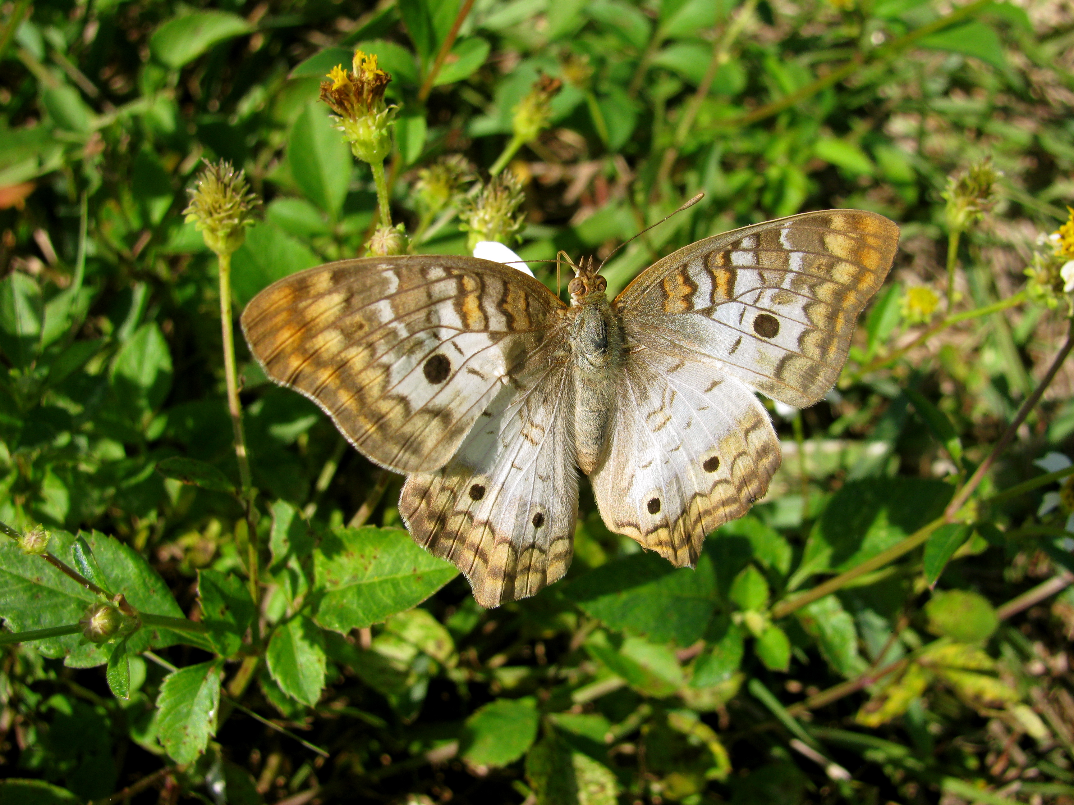 Brown And Grey Butterfly