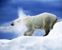polarbear