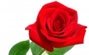 Rose 35