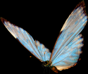 Butterfly 07