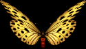 Butterfly 08